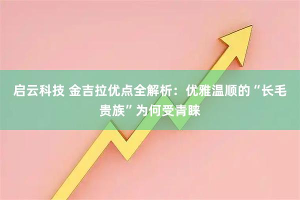 启云科技 金吉拉优点全解析：优雅温顺的“长毛贵族”为何受青睐
